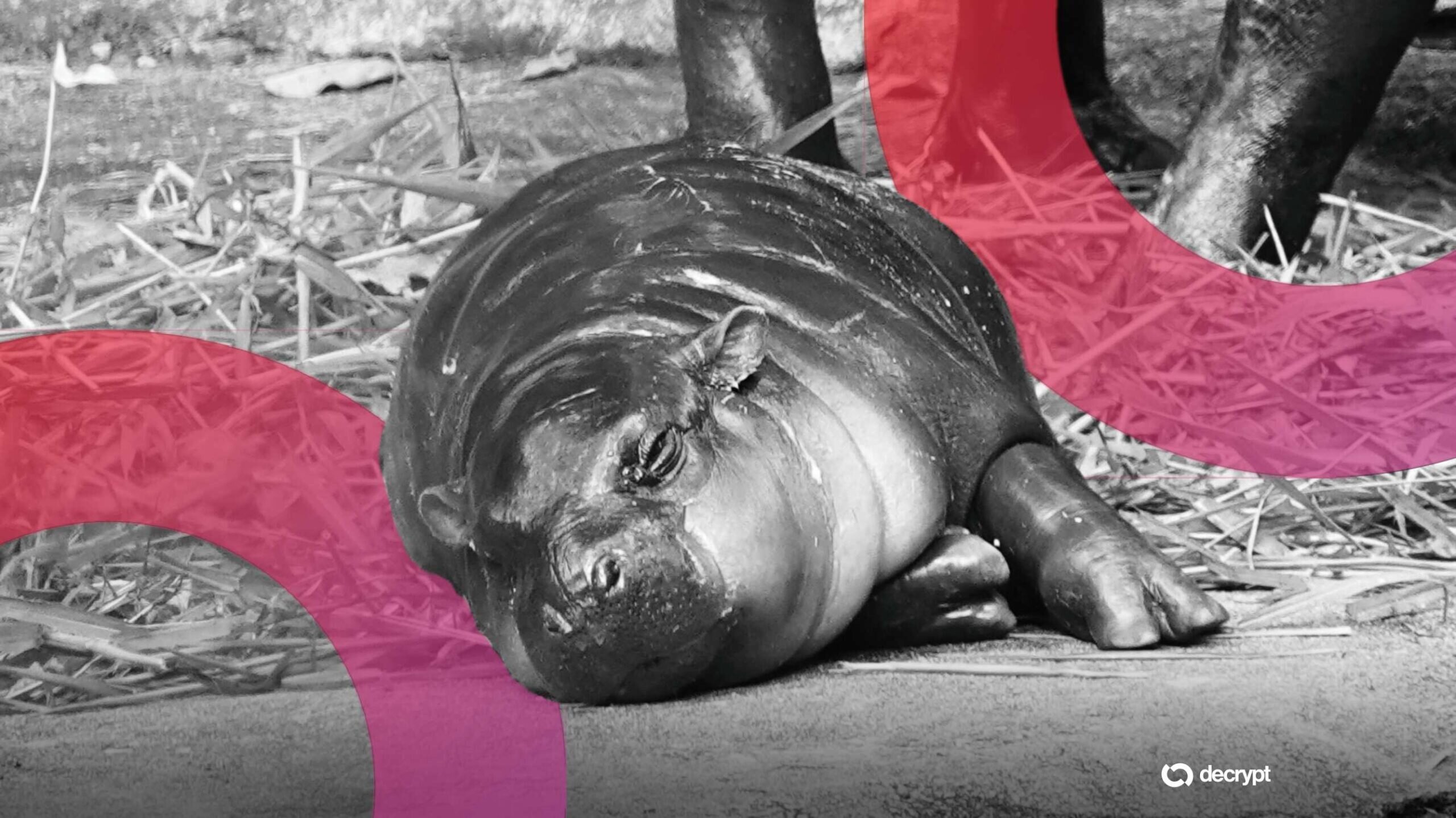 Moo Deng模因币暴涨6.5%：闯围栏事件引爆市场情绪