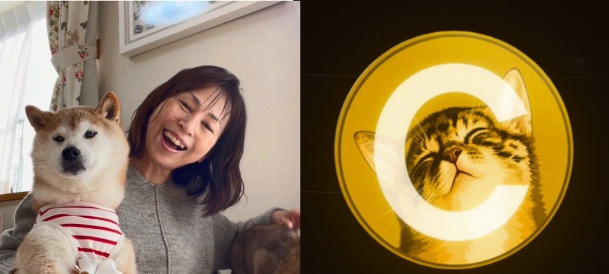 Kabosu主人辟谣：CATE代币系伪造，唯独授权项目为Own The Doge