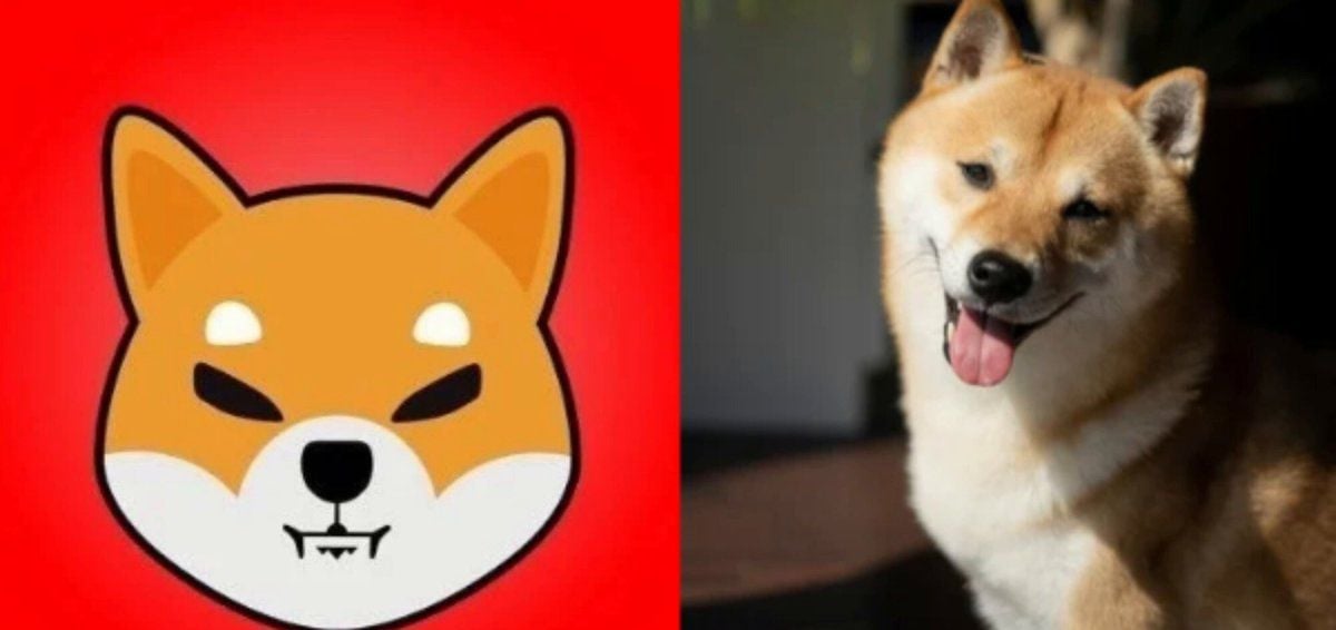 SHIB配捐千美元助救援犬，生态延伸现实影响力