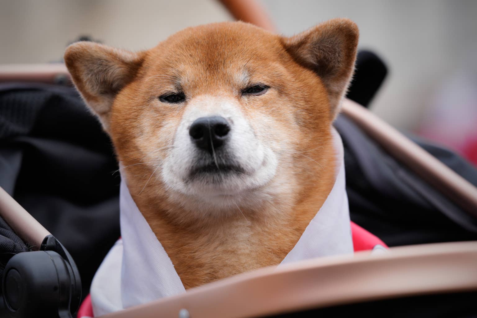 野村系交易所获批，SHIB跻身日本六大受监管资产