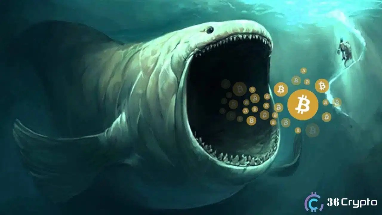 比特币鲸鱼增持24.3万枚BTC，抛压显著下降